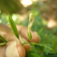 Andrographis paniculata (Burm.f.) Nees